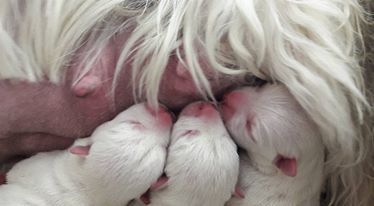 Les bébés de Avel de Toul land 